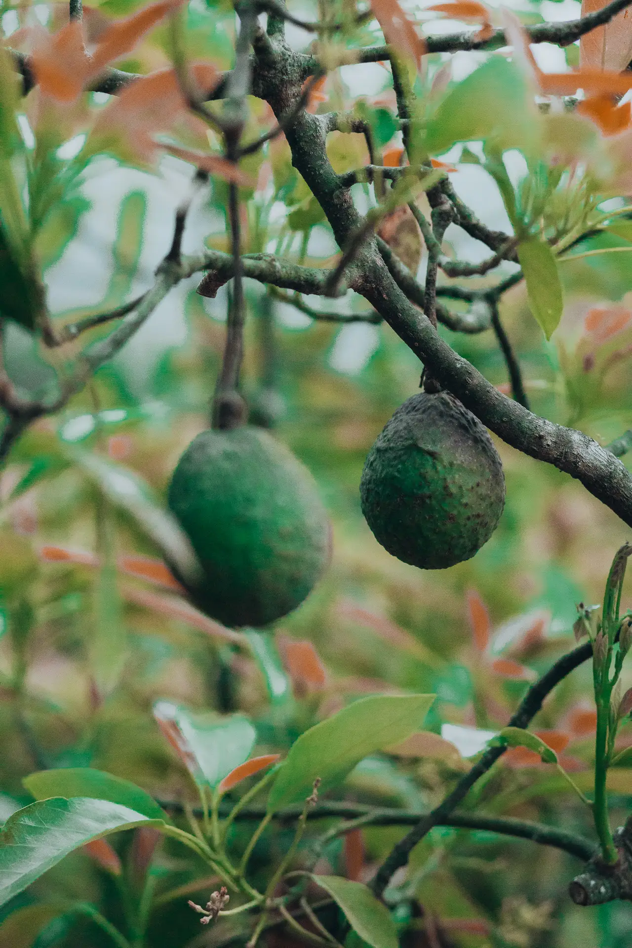 Earth Lodge Antigua Guatemala Organic Avocado Finca